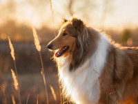 Qu’est-ce la confirmation du pedigree ?