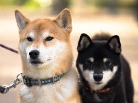 Comment faire confirmer le pedigree de son chien ?