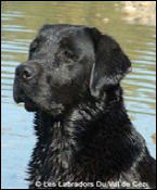 A quoi sert l'identification génétique ?