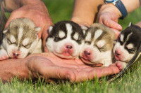LOF et biodiversité canine