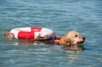Un chien de sauvetage en mer nage en tenant une bouée