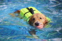 Un chien avec un gilet de sauvetage et tenant une balle dans sa gueule nage dans une piscine