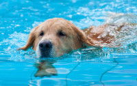 Un Labrador apprend à nager dans une piscine
