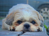 Un Shih-Tzu
