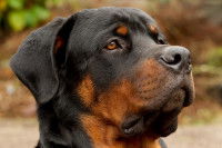 Particularités et procédures en France