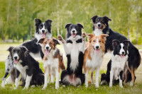 Pour obtenir le pedigree :