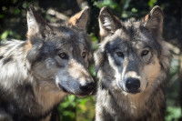 Deux loups gris