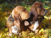 Des Bassets Hounds
