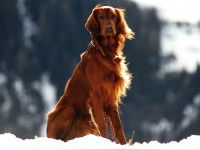 Un Setter Irlandais Rouge