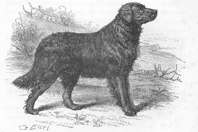 Le Chien d’Eau de Saint-John