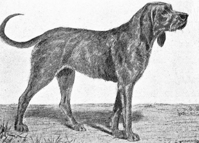 Le Chien Gris de Saint-Louis
