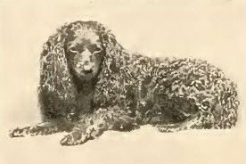 Le Toy Trawler Spaniel