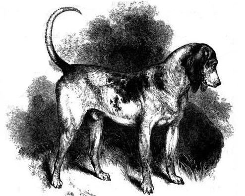 Le Chien Courant du Nord et le Chien Courant du Sud