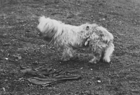 © McTaggart-Cowan Ian