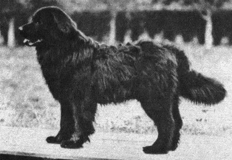 Le Chien d’Eau de Moscou