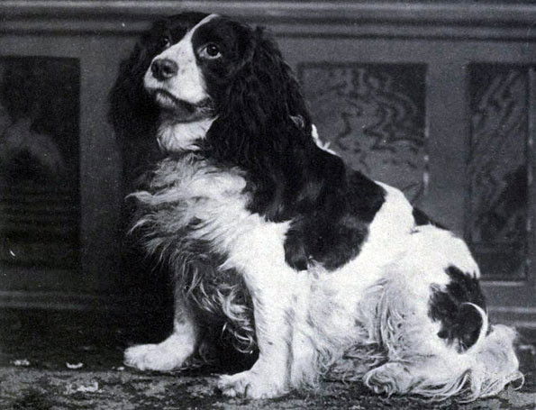 Le Norfolk Spaniel