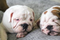 Le Bouledogue Anglais a été très façonné par l'Homme