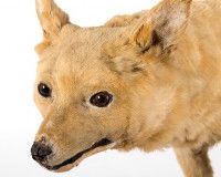 Tête de Kuri, par Kane Fleury (© Otago Museum)