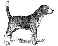 Représetation d'un Chien Courant du Nord