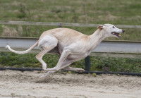 Un chien lévrier en train de courir à pleine vitesse