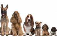 La diversité des races de chien