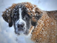 Un Saint-Bernard
