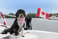 Un chien assis sur un bateau avec un drapeau du Canada
