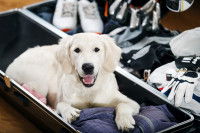Un Golden Retriever blanc allongé dans une valise