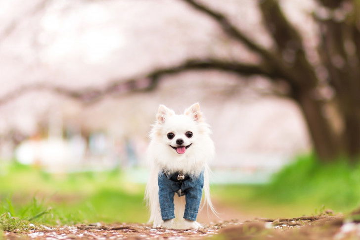 Un Chihuahua sur un petit chemin, avec en arrière-plan des cerisiers en fleurs