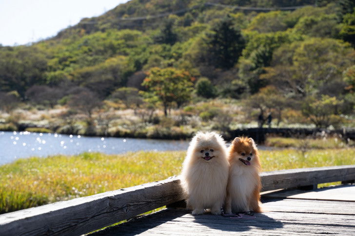 Deux Loulous de Poméranie assis devant une étendue d'eau