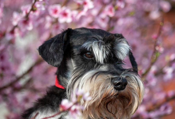Zoom sur un Schnauzer Nain devant des cerisiers en fleurs