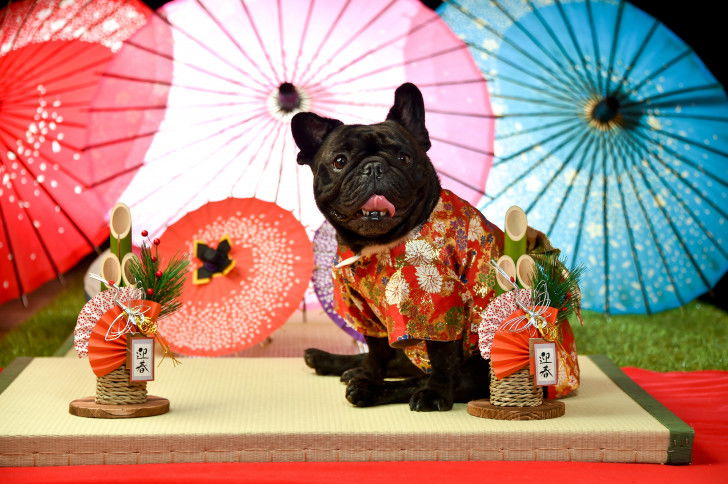 Un Bouledogue Français portant un kimono avec des parapluies en fond