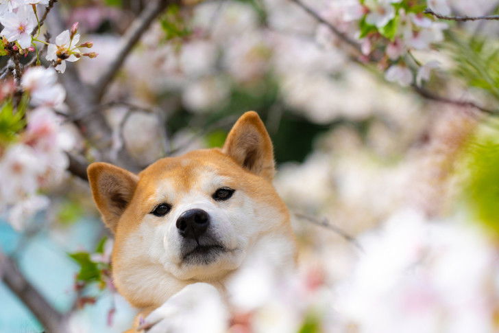 Un Shiba Inu au milieu de fleurs de cerisier