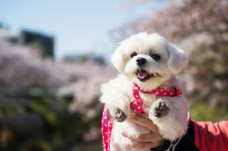 Un Bichon Maltais blanc porté par son maître devant des cerisiers en fleurs