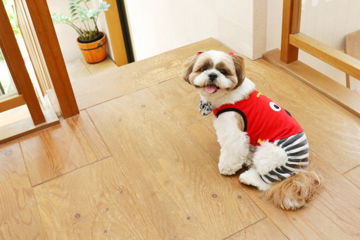 Un Shih Tzu assis sur un parquet et portant un petit manteau rouge
