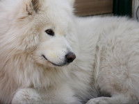 Un Samoyède