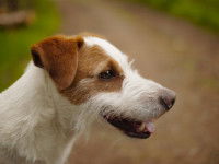 Un Jack Russel Terrier