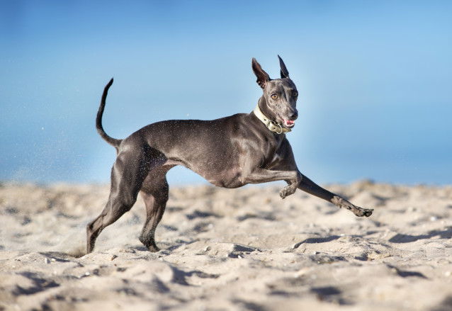 Un Lévrier Italien qui court dans le sable