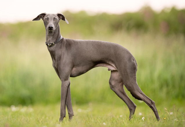 Un lévrier debout dans un jardin