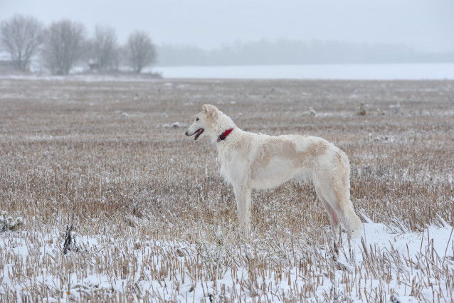 Un Barzoï utilisé pour la chasse se tient dans un champ enneigé