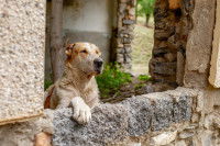 Un chien debout derrière un muret