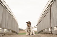 Un Jack Russell assis sur un pont, attaché à une barrière