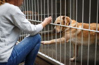 Un chien enfermé dans une cage, passant une de ses pattes à travers les barreaux