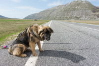 Un chien croisé abandonné le bord d'une route