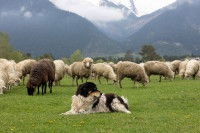 Un chien de berger allongé devant un troupeau de moutons, dans une prairie