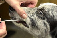 Comment prélever des échantillons pour le test ADN d'un chien ?