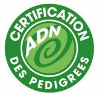 Effectuer un test ADN d'un chien pour vérifier les races qui composent son ADN