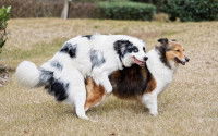 Dans quels cas faire avorter sa chienne ?