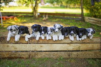 Plein de chiots debout sur un muret