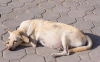 Une chienne gestante couché sur un sol dallé